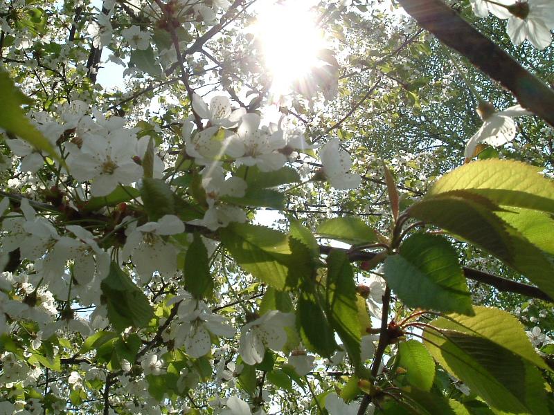 Foto: pláná třešeň-Květ třešně