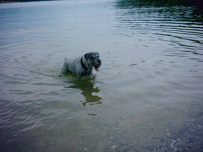 Foto: TAk hodí mi ten klacek..........?-Satík na přehradě