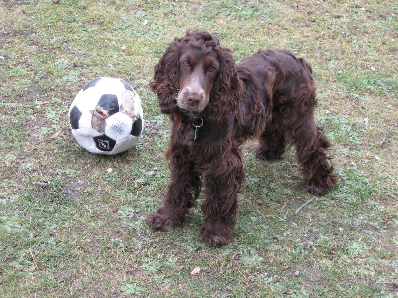 Foto: Anglický Kokršpaněl-Tak tu máte tu Adélku už je celkem větší ale je to ještě štěňátko