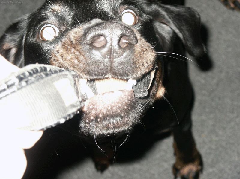 Foto: dem se přetahovat