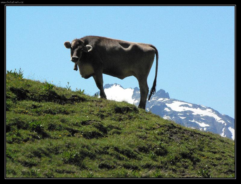 Foto: Kráva - pravá Milka-Kráva na kopcích Alp v Rakousku