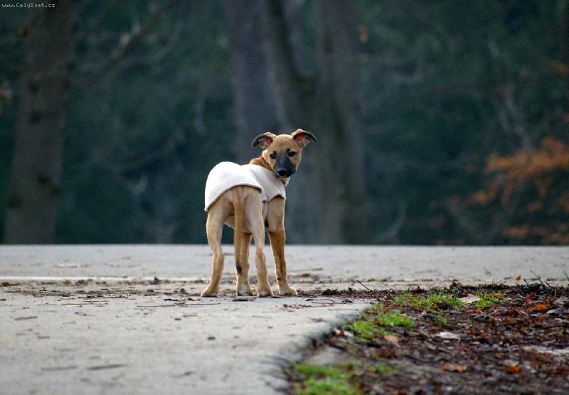 Foto: Pa, odcházím ...-Vipetka Avalanche 3,5 měsíce