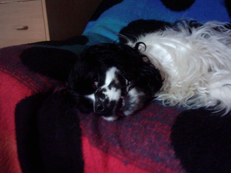 Foto: Haf mám tě na háku, dělám si z tebe jen legraci...