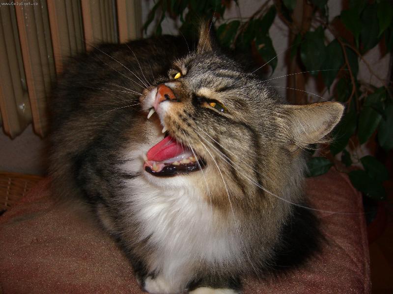 Foto: Já a na internetu?No to se musím zasmát :)