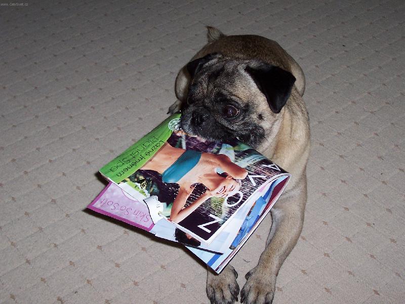 Foto: Mopsík-zabalil to...