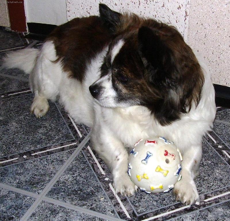 Foto: Nájde sa niekto, kto mi tú loptičku hodí?