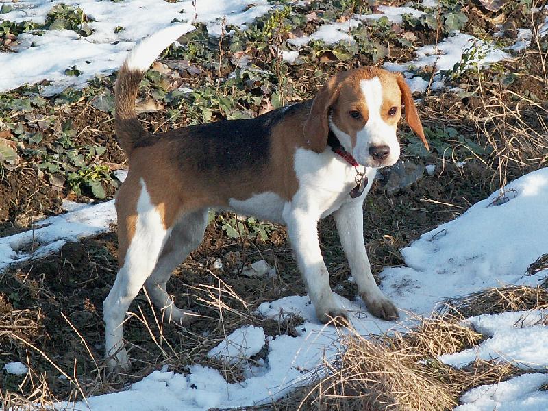 Foto: Myslíš to vážně,že mě teď budeš fotit?-na procházce při prvním letošním sluníčku