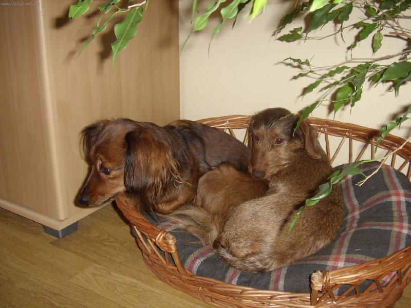 Foto: Naše holky-Ty Mášo koukej na tu dobrou šunku!