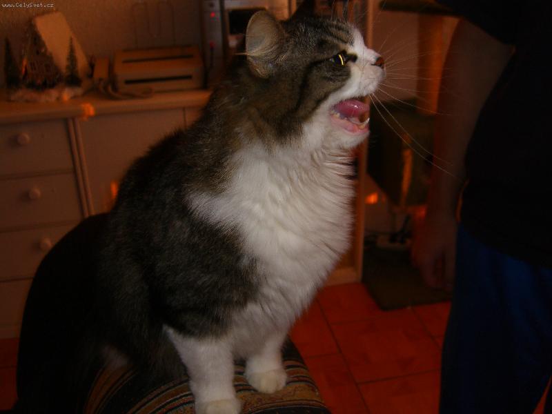 Foto: Há há há há .. .. ..