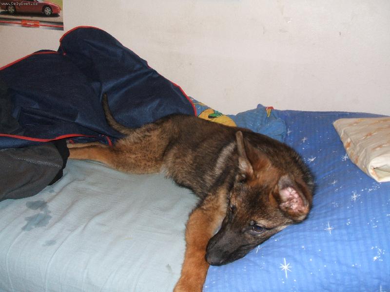 Foto: Brit-Upadla mu flaštička