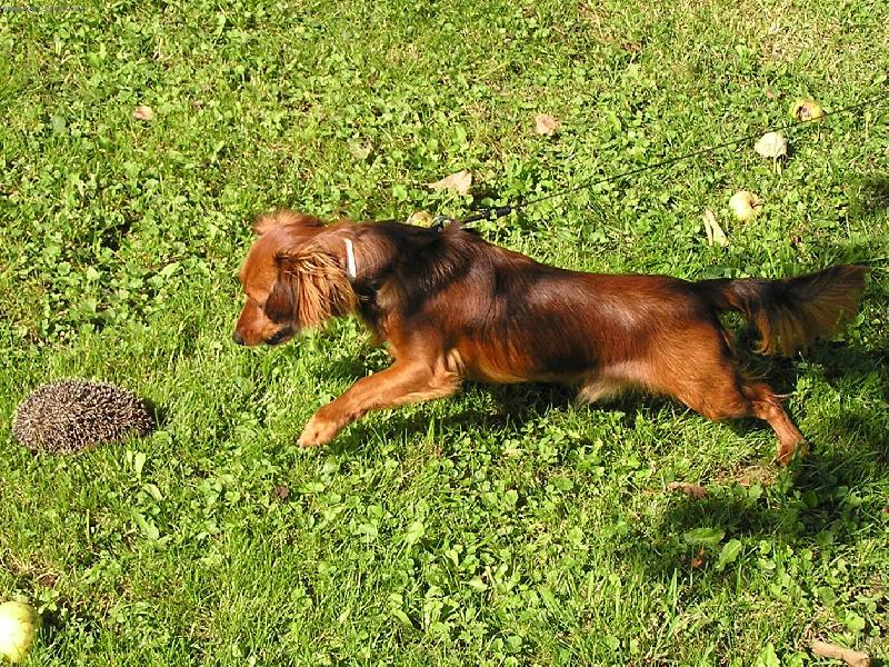 Foto: Co je to za velký bodlák?