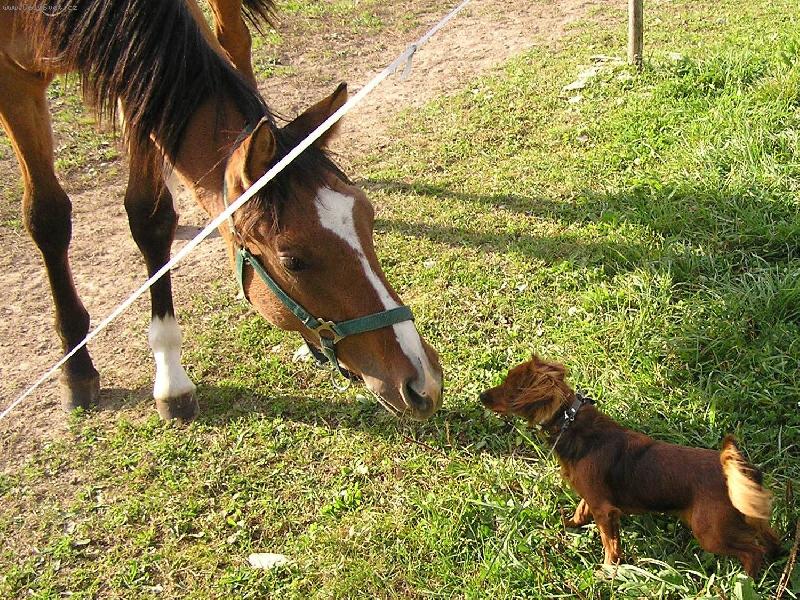 Foto: Velký kamaeád