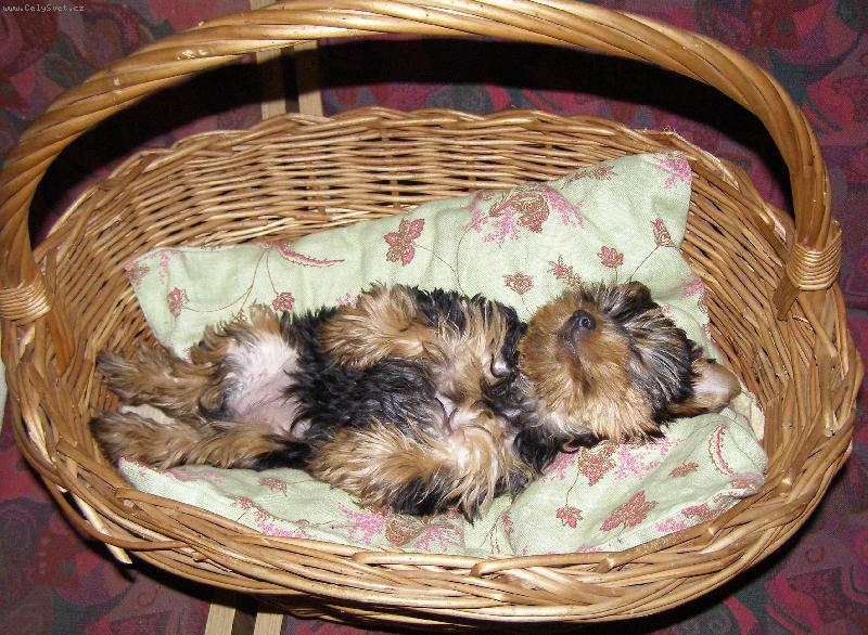 Foto: Nelinka-odpolední siesta