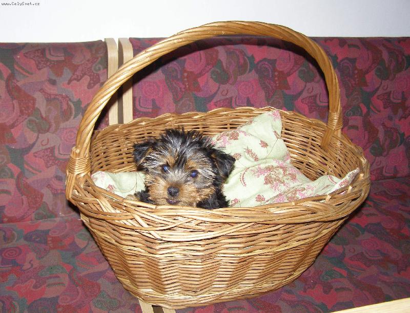 Foto: Nelinka-  mám už vstávat?