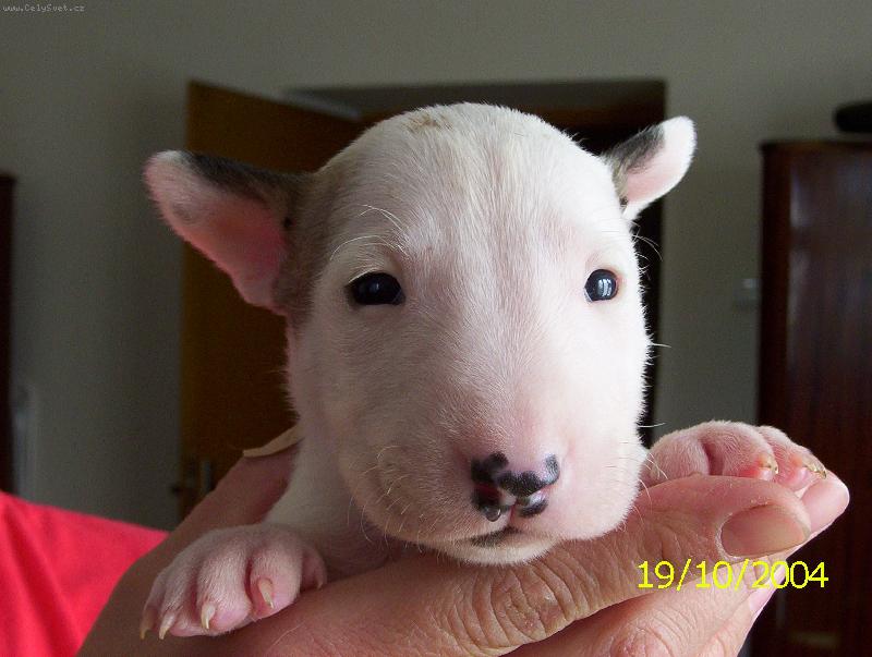 Foto: Malá sestřička