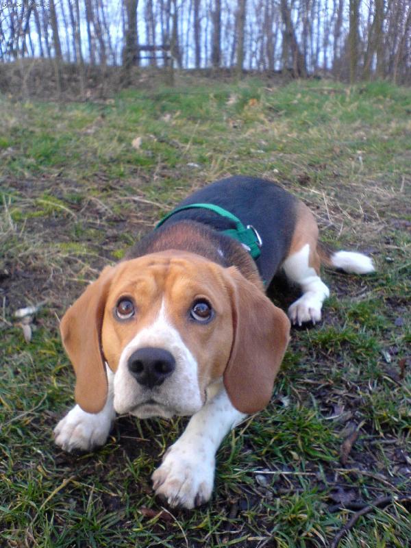 Foto: Edík-takhle to koulím s páníčkama