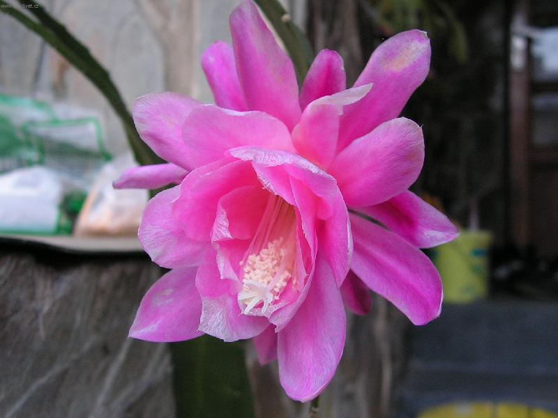 Foto: krásný květ