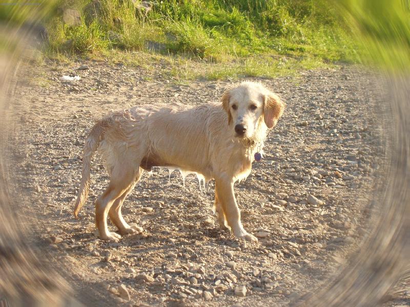 Foto: Arki zmoklý kohut-Úprava Lenky Kristiánové