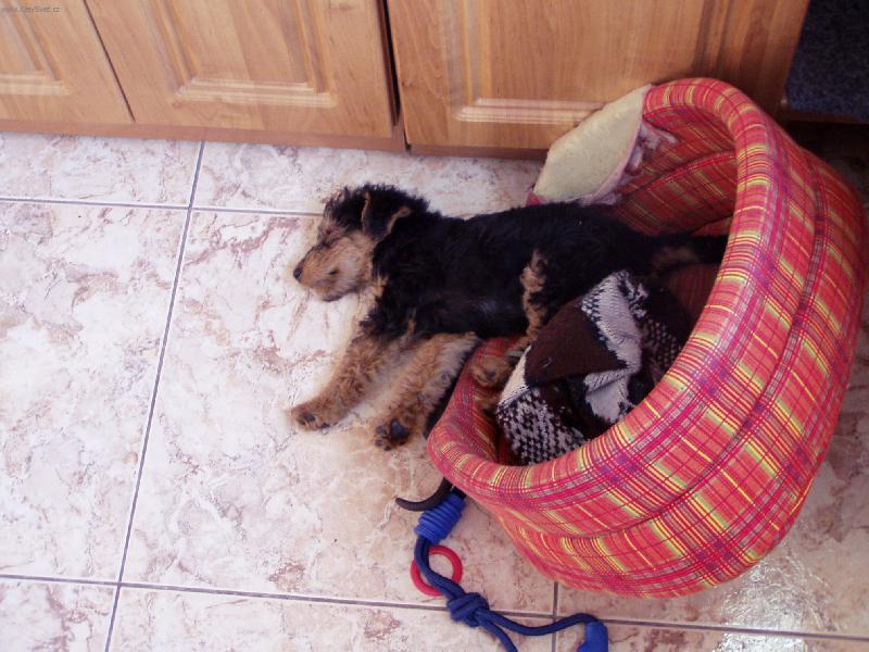 Foto: Nero spinká-Drsný lovecký pes:-)