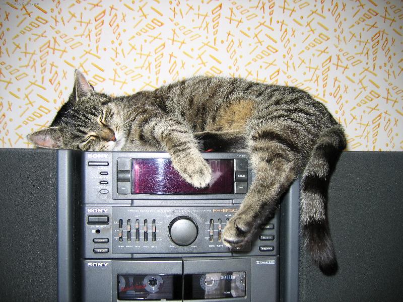 Foto: Micka při poslechu rádia-To se mi dobře spí