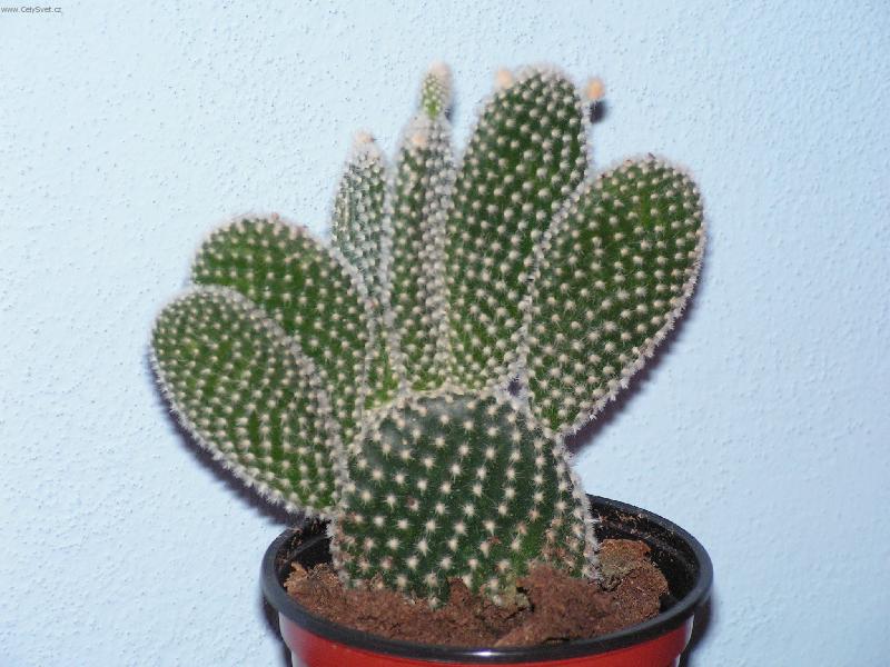 Foto: malý chlupáč