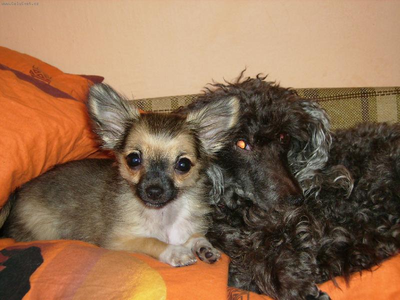 Foto: Tak tohle jsou naše zlatíčka :)