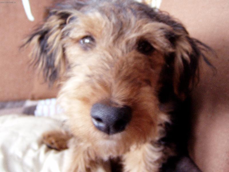 Foto: Nero-Náš čumáček