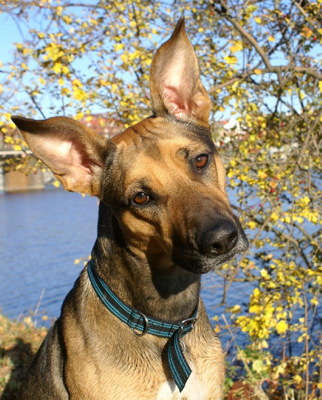 Foto: Chcete me?-MAggie krizenka RR+NO