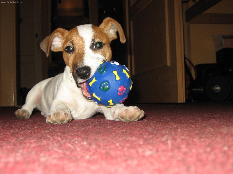 Foto: Vincent-Míčové hry? Tak ty fakt žeru...