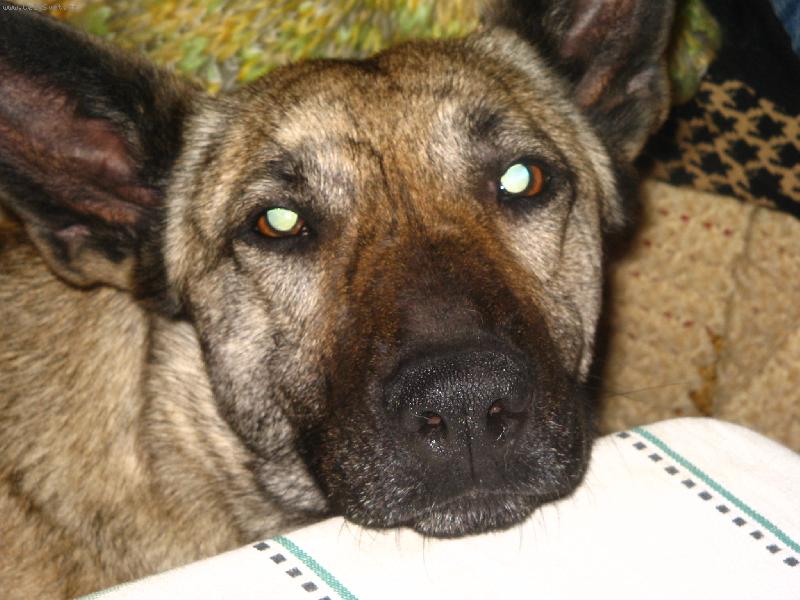 Foto: Dáš mi hlas....? Smutně koukám...