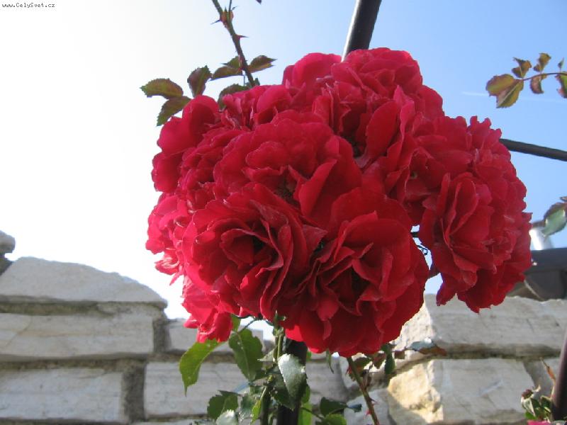 Foto: červená růže-nádhera