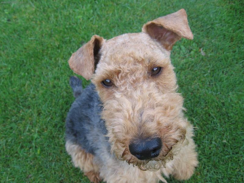 Foto: Můj miláček Bertík:)-není kráásný?