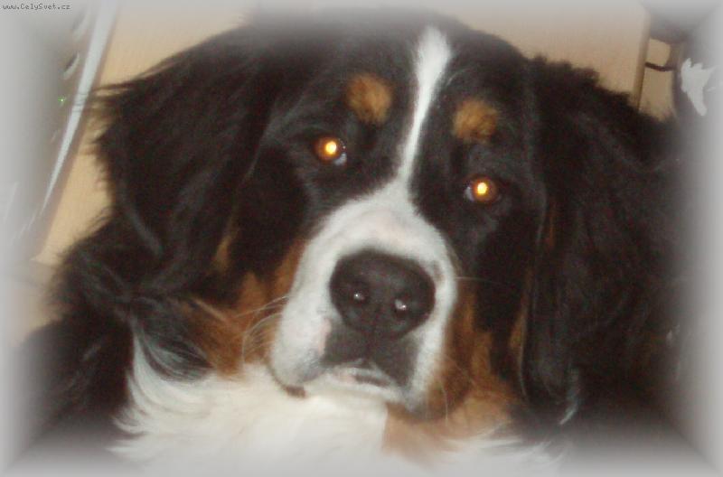 Foto: portrét-Bernadetta Valašské slunce