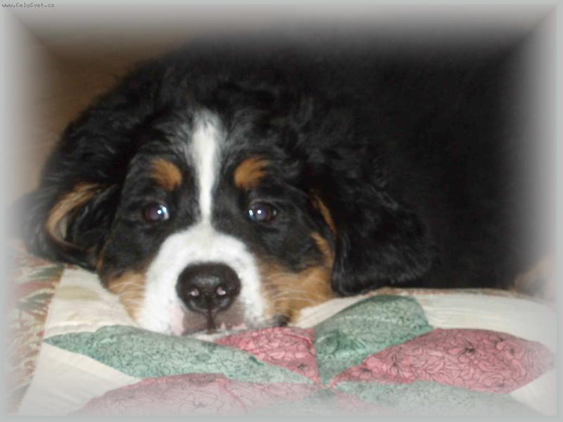 Foto: Bernské bábätko-Bernadetta Valašské slunce