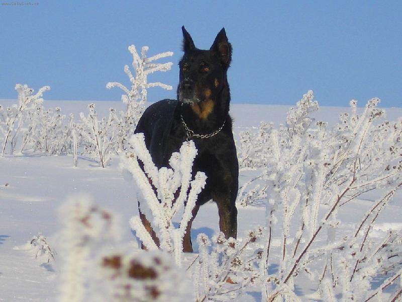 Foto: sněhová královna