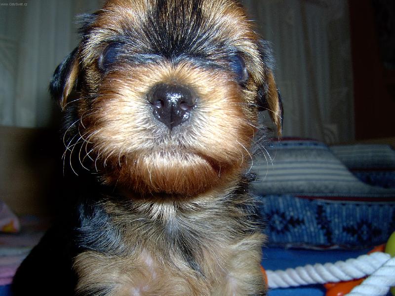 Foto: Malá Sheryl-Rozkousu ten fotak