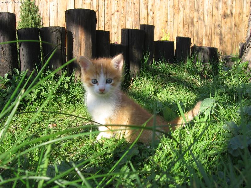 Foto: klid, hlídám to tu...