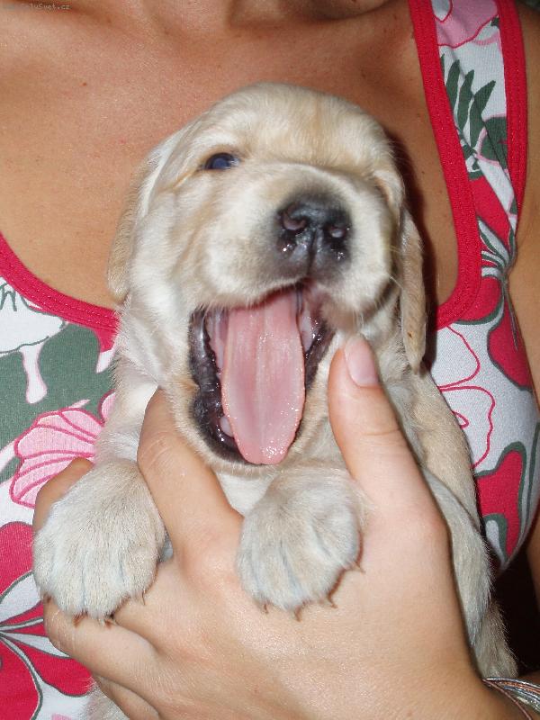 Foto: Náš bobek zívá !!!-Náš malí pejsek si právě zívnul !!