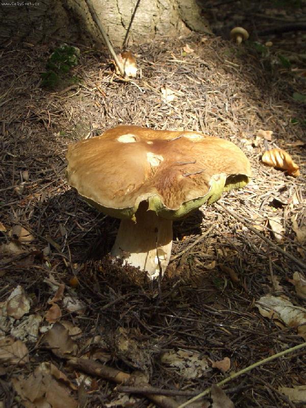 Foto: Poporostu ještě?