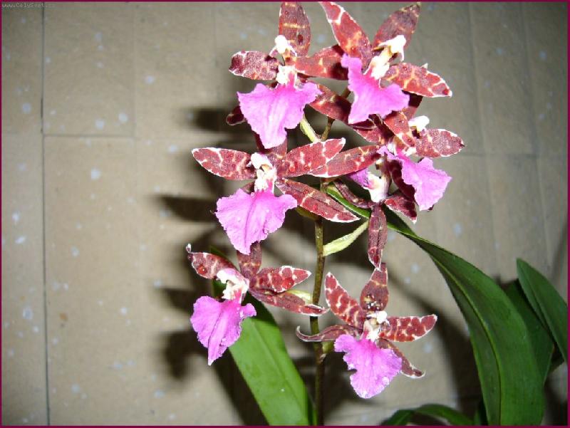 Foto: První domácí úspěch-První domácí úspěch