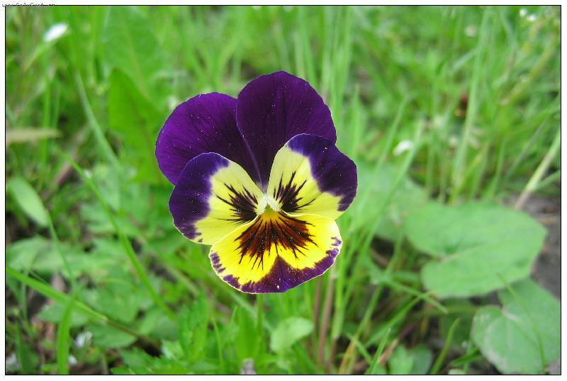 Foto: krásně nám to u nás na zahrádce kvete!