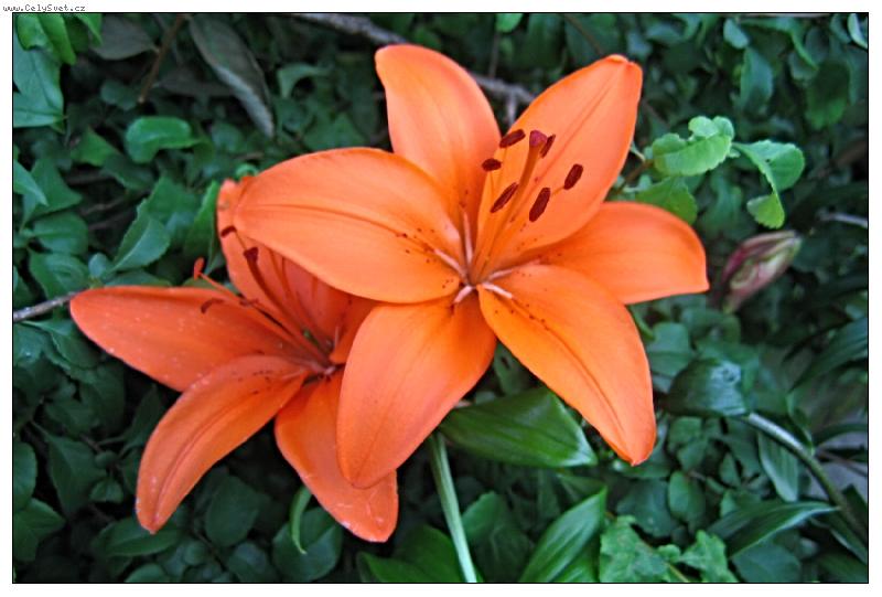 Foto: Krása z Jeseníku