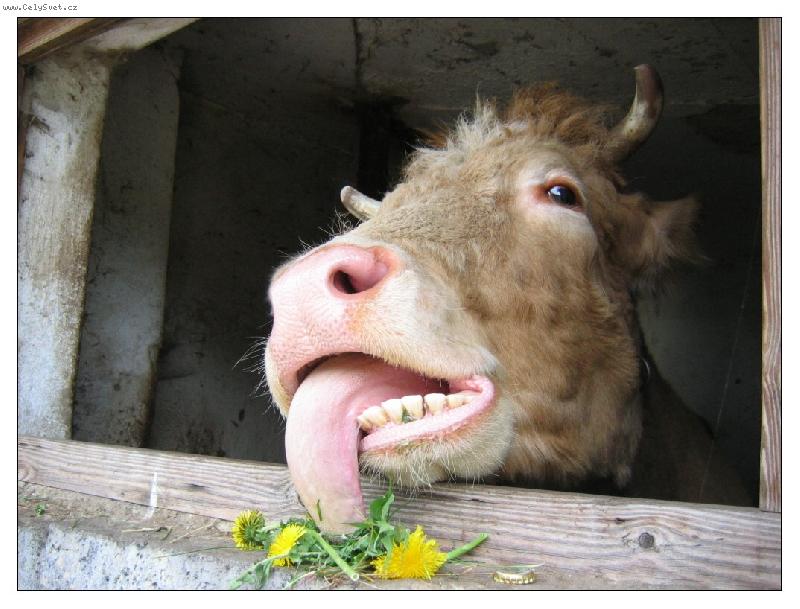 Foto: Mám hrozný hlad!!!!!!!