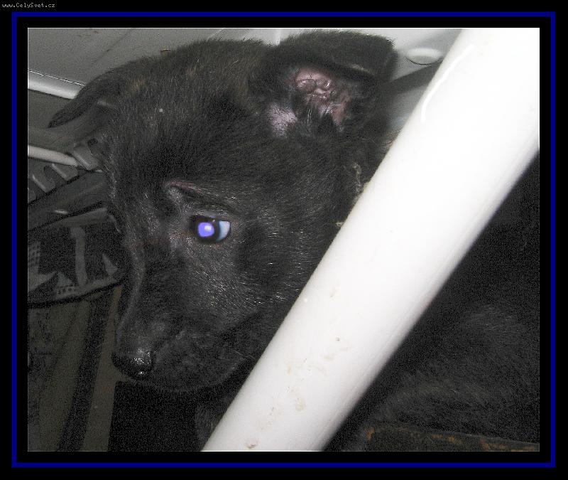 Foto: Budou na mne hodní?-před odjezdem k novým páníčkům:)