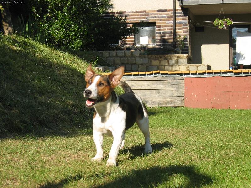 Foto: Mám letající uši-Hugo