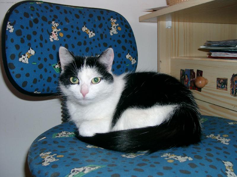 Foto: Krásná domácí kočička-Neni roztomilá?:o)