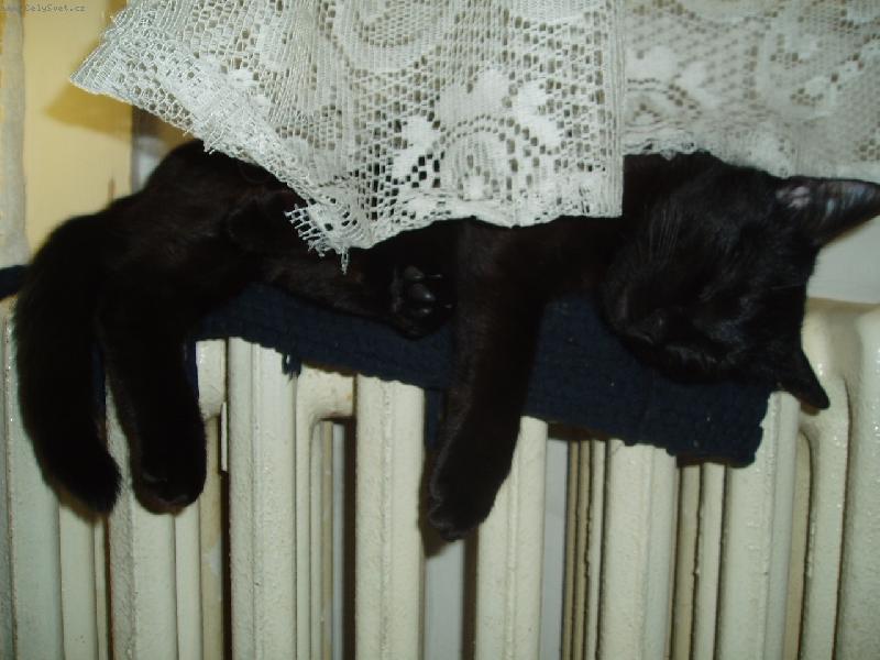 Foto: Chrrrr...-Černá číča spící na topení