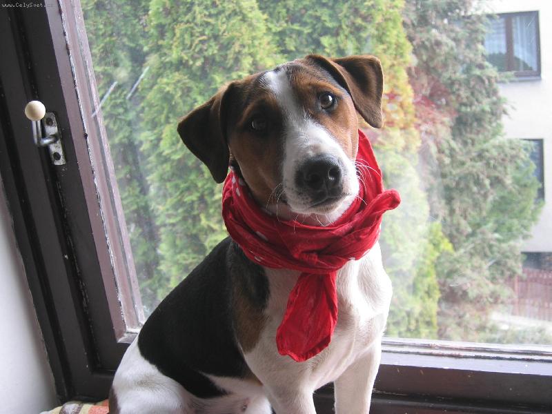 Foto: Boli me v krku-Hugo