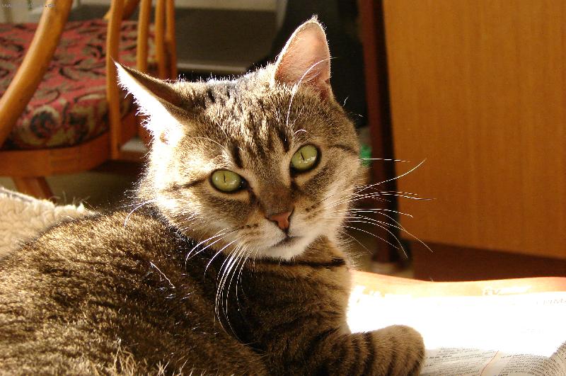 Foto: Naše kočka Eliška