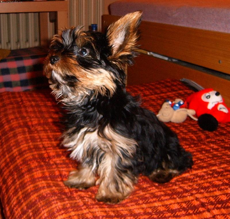 Foto: Maxík-Copak to tam máte...?